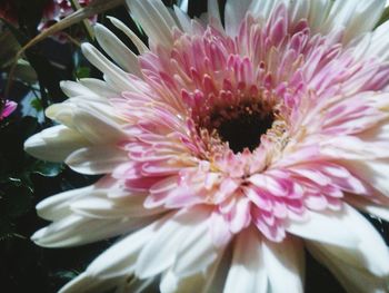 Close-up of pink flower