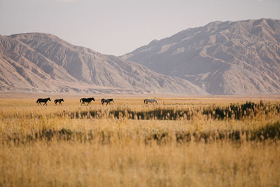 View of sheep in a field