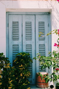 Potted plants on window of building