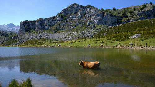 Horse in lake by mountain against sky