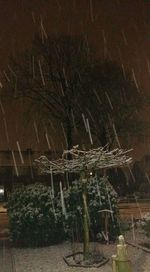 Trees growing in farm