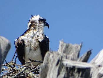 Low angle view of owl perching against clear sky