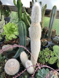 Close-up of cactus plant