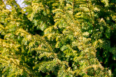 Taxus baccata evergreen yew tree foliage close up. european yew tree, poisonous plant 