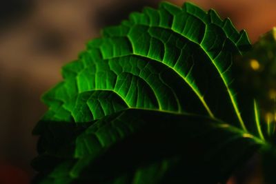 Close-up of leaf