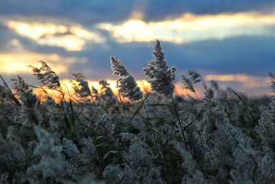 Close-up of frozen plants on field against sky during sunset