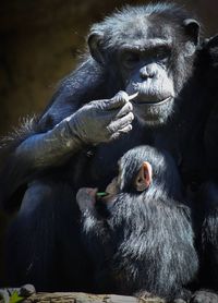 Close-up of gorilla sitting outdoors