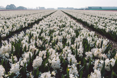 View of flowering plants growing on field