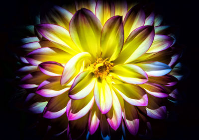 Close-up of multi colored flowers