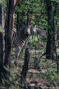 Family of zebras looking at the camera in a forest in moremi game reserve, botswana.