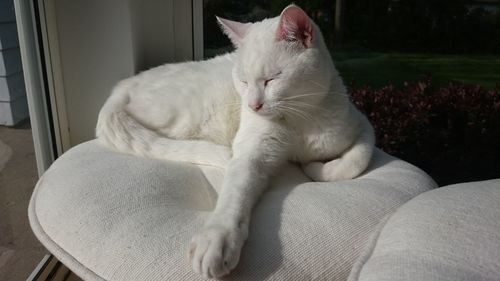 Cat lying on couch