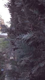 Close-up of pine tree in forest during winter