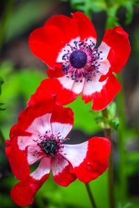 Close-up of red poppy blooming outdoors