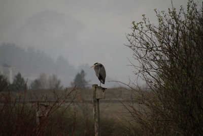 A great blue heron perching on small birdhouse attached to a wooden post