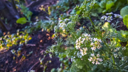 Close-up of white flowering plants on field