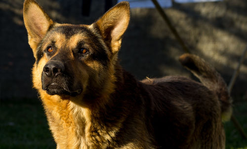 Close-up of dog