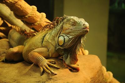 Close-up of lizard