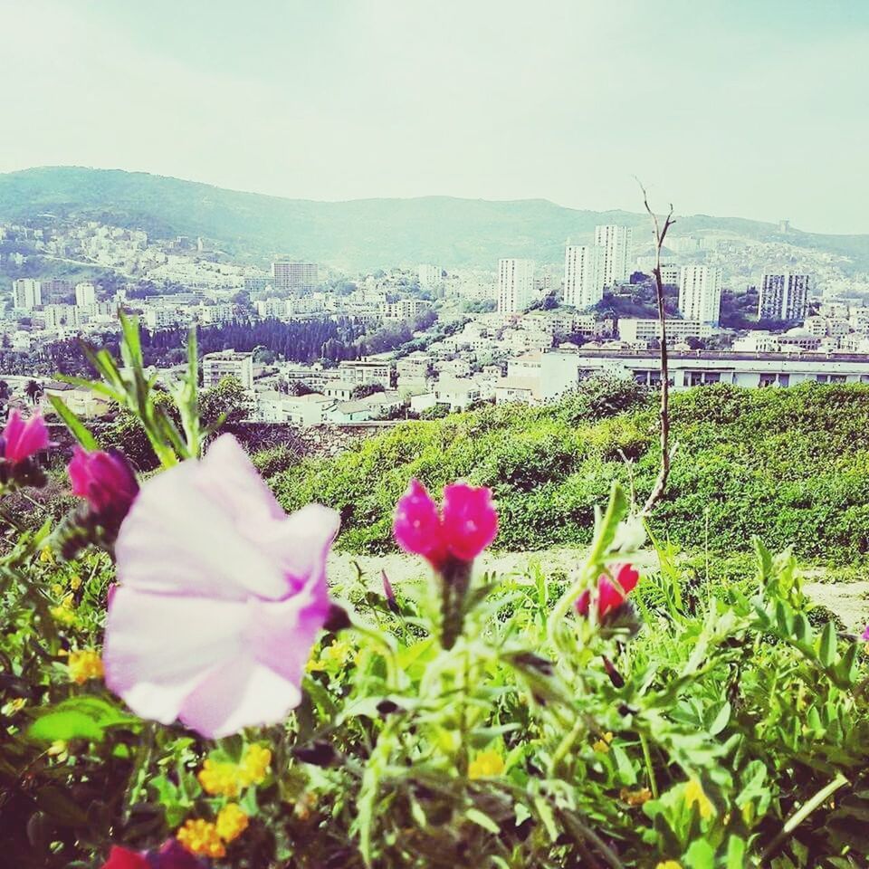 flower, plant, growth, freshness, sky, sea, fragility, beauty in nature, nature, building exterior, water, built structure, architecture, day, blooming, outdoors, city, no people, petal, field