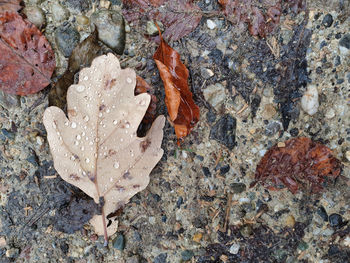 High angle view of maple leaves on field