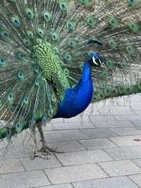 Close-up of peacock