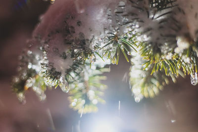 Close-up of flower tree