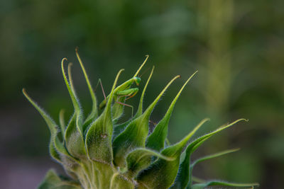 Close-up of plant