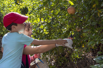 Mother and son picking pomegranate from tree branch