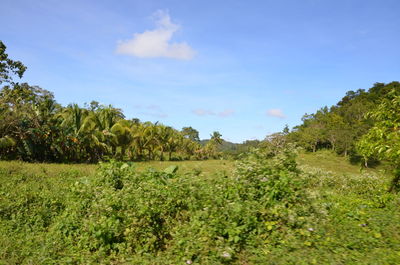 Scenic view of grassy field against cloudy sky