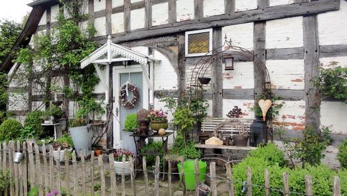 Potted plants in backyard