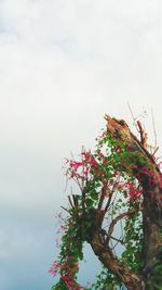 Low angle view of flowering plant against sky