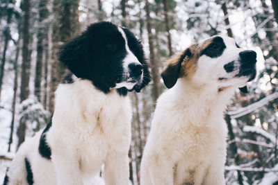 Close-up of dog during winter