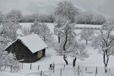 Bare trees on snow covered landscape