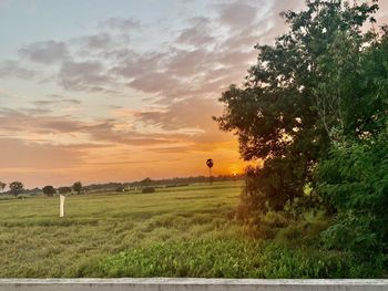 Trees on field against sky during sunset