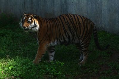 Sumatran tiger standing in a zoo