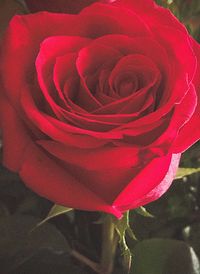 Close-up of pink rose