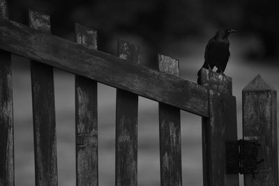 Raven perching on wooden fence