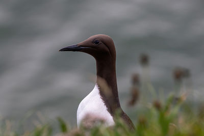 Close-up of a bird