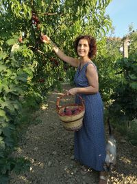Woman collecting peaches from the plant
