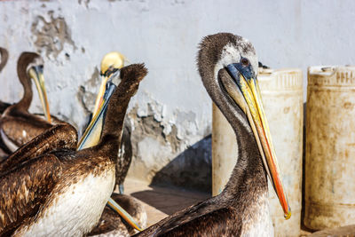 Close-up of pelicans perching against wall