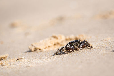 Close-up of lizard on sand at beach