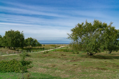 Trees on field against sky