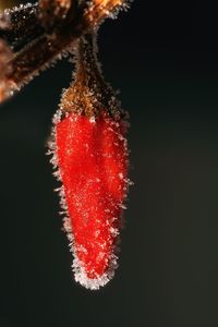 Close-up of red christmas lights against black background