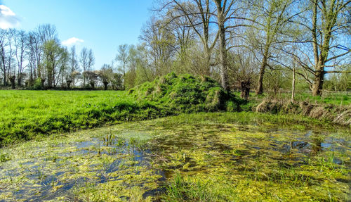 Trees growing on landscape