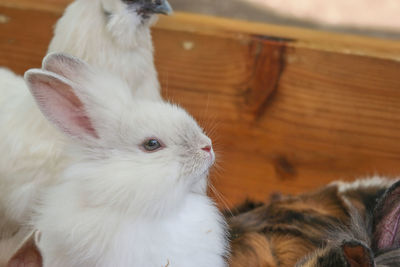 Close-up of a cat at home