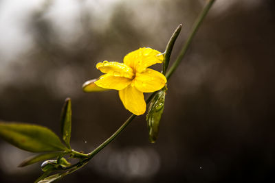 Close-up of yellow flowering plant