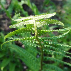 Close-up of insect on plant