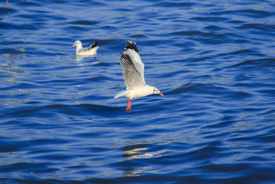 Seagull flying over a rippled water