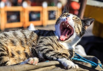 Close-up of cat yawning while lying outdoors