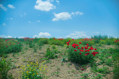 Red flowering plants on field against sky