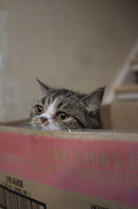 Close-up portrait of a cat